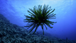 Dive Into the Deep: Sansha Series Spotlights South China Sea’s Sea Lilies 🌊🌸 video poster