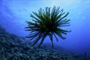 Dive Into the Deep: Sansha Series Spotlights South China Sea’s Sea Lilies 🌊🌸 video poster