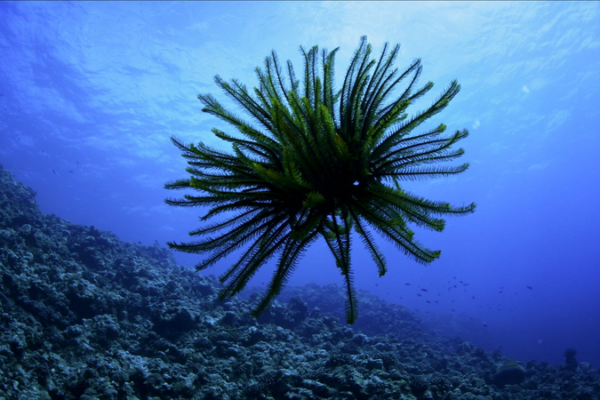 Dive Into the Deep: Sansha Series Spotlights South China Sea’s Sea Lilies 🌊🌸 video poster