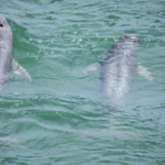 Yangtze River Revival: Porpoise Population Surges After Decade-Long Fishing Ban 🐬🌊