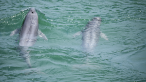 Yangtze River Revival: Porpoise Population Surges After Decade-Long Fishing Ban 🐬🌊