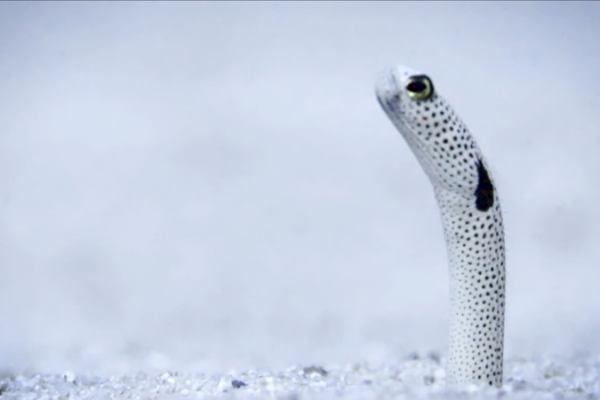 Meet the Garden Eel: South China Sea’s Underwater Dancers 🌊✨ video poster