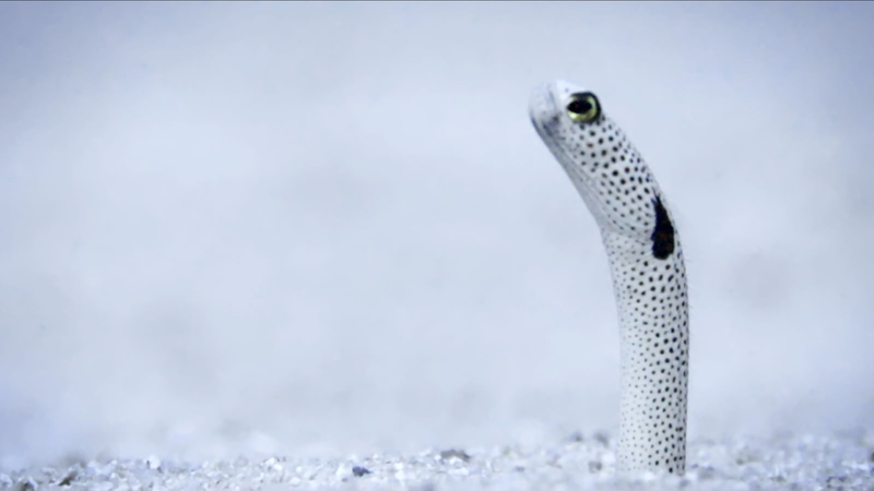 Meet the Garden Eel: South China Sea’s Underwater Dancers 🌊✨ video poster
