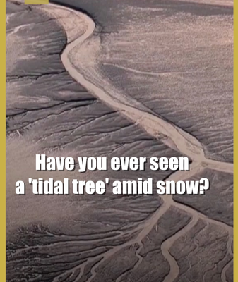 Snow Meets Sea: Qiantang River’s ‘Tidal Trees’ Stun in 2026 Winter 🌊❄️ video poster