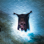 Nipah Virus Outbreak in India Sparks Regional Health Alerts 🚨