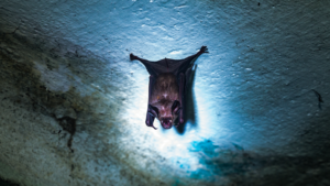 Nipah Virus Outbreak in India Sparks Regional Health Alerts 🚨