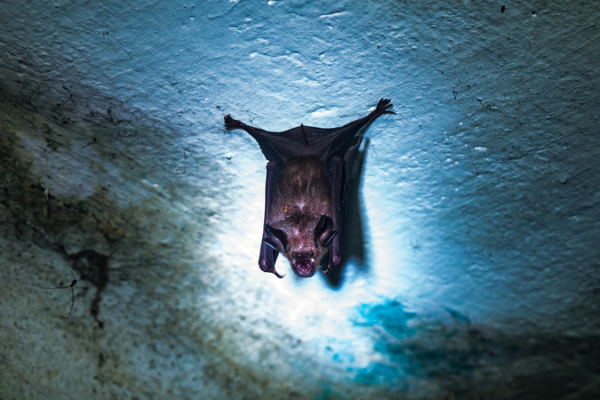 Nipah Virus Outbreak in India Sparks Regional Health Alerts 🚨