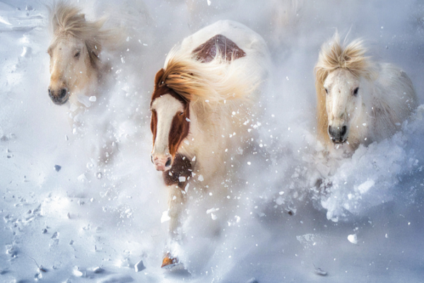 China_Boosts_Protection_of_Native_Horse_Breeds_in_2026