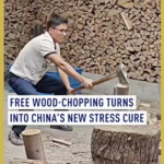 China’s New Stress Cure? Free Wood-Chopping Goes Viral in 2026 🌲💥 video poster