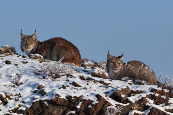 Rare Eurasian Lynx Debuts in Xinjiang’s Karamay 🌲🐾 video poster