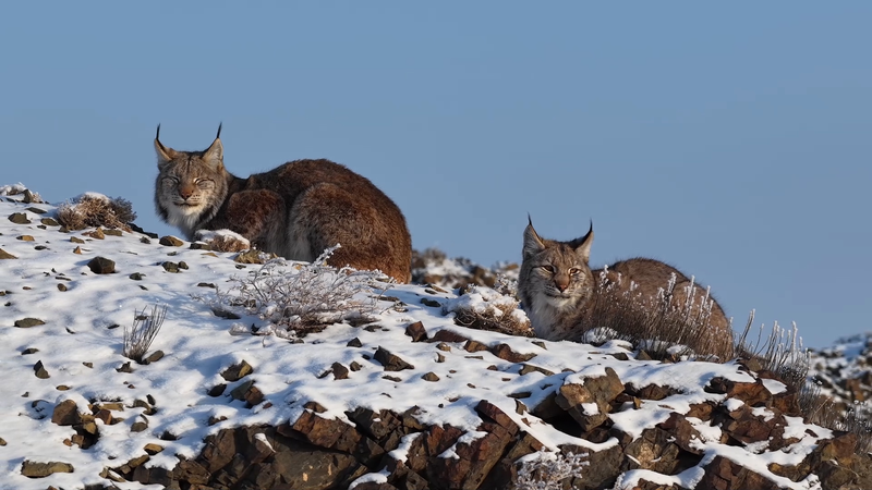 Rare Eurasian Lynx Debuts in Xinjiang’s Karamay 🌲🐾 video poster