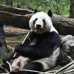 Tokyo's Twin Pandas Bid Farewell 🐼: Record Crowds on Final Public Day
