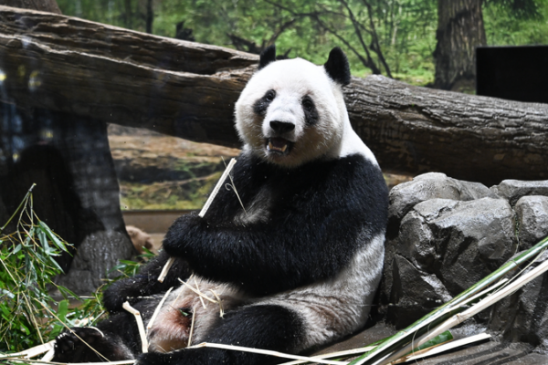 Tokyo's Twin Pandas Bid Farewell 🐼: Record Crowds on Final Public Day