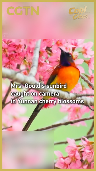 Rare Sunbird Lights Up Yunnan's Winter Blossoms 🌸🐦 video poster