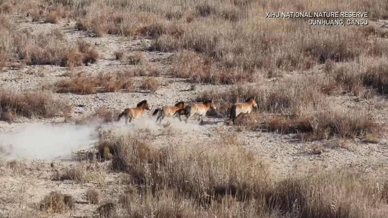 Solar Tech & Ice-Breaking: How 212 Przewalski’s Horses Thrive in Gansu Winter 🌾❄️ video poster