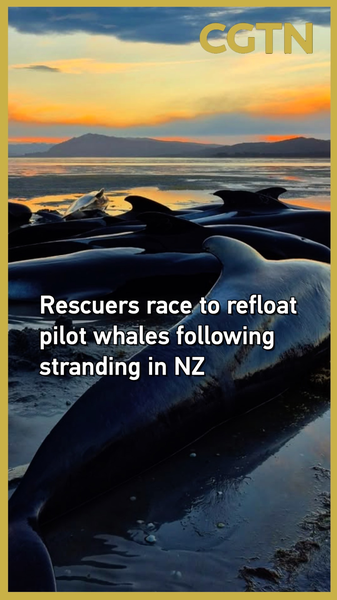 GJIJO7ECPCU55ZM2VE8I - 🌍NewspaperAmigo – Your Global News Buddy 🗞️ Rescuers Race to Save Stranded Whales in New Zealand 🐋⏱️ video poster