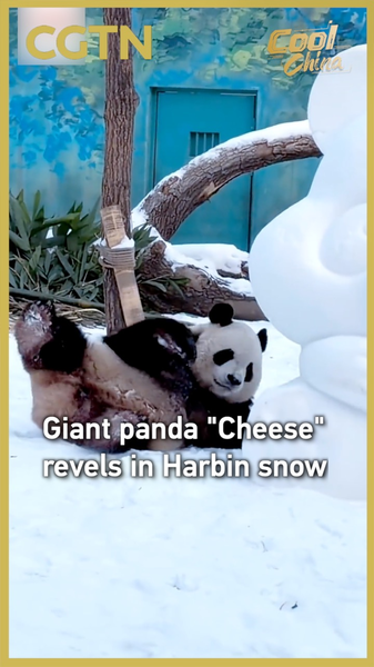 Panda 'Cheese' Steals Hearts in Snowy Harbin ❄️🐼 video poster