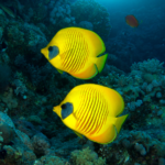 Coral Reefs Set the Ocean's Daily Clock, Study Reveals 🌊🐠