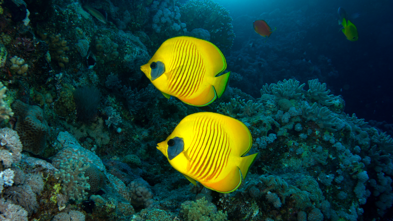 Coral Reefs Set the Ocean's Daily Clock, Study Reveals 🌊🐠