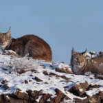 HEWTWFCOTZK51I72DS0Z - 🌍NewspaperAmigo – Your Global News Buddy 🗞️ Rare Eurasian Lynx Spotted in Xinjiang’s Karamay – A Conservation Win! 🐾 video poster