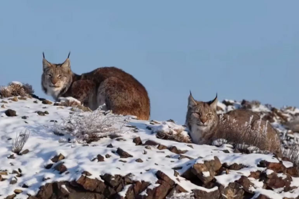 Rare Eurasian Lynx Spotted in Xinjiang’s Karamay – A Conservation Win! 🐾 video poster