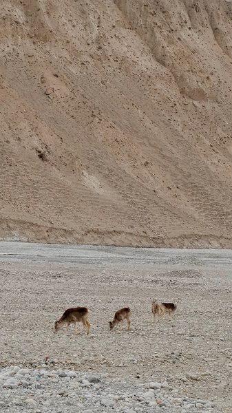 Wild Argali Sheep Stun Viewers in Pamir Plateau Spectacle 🏔️🐑 video poster