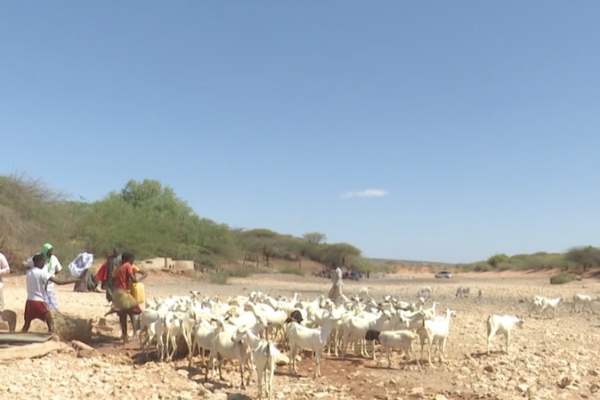 Somalia's Drought Crisis: Water Scarcity Hits Rural Communities Hard 🌍💧 video poster