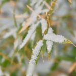 ❄️ Major Cold Ushers in Spring Festival Prep Across China 🌸 video poster