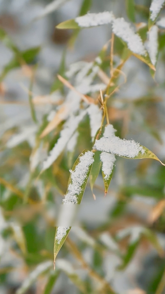 ❄️ Major Cold Ushers in Spring Festival Prep Across China 🌸 video poster