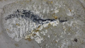 Chinese Fossils Rewrite Earth's First Mass Extinction Story 🌍🦠