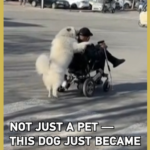 Tianjin’s Furry Hero: Dog Becomes China’s Viral ‘Retirement Companion’ 🐾 video poster