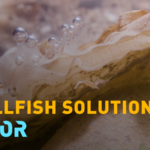 🌊✨ Europe's Oyster Comeback: How Conservationists Are Rebuilding Coastal Ecosystems video poster