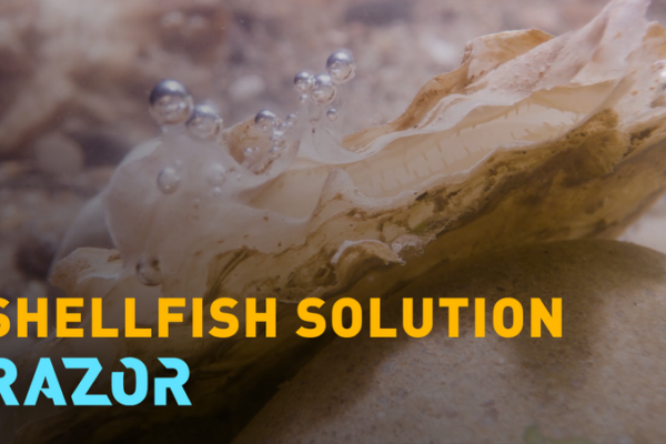 🌊✨ Europe's Oyster Comeback: How Conservationists Are Rebuilding Coastal Ecosystems video poster