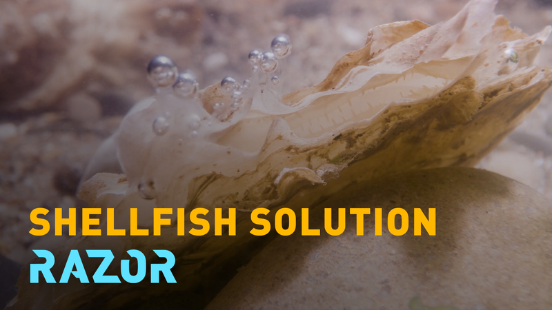 ID28KFDVOKU5GXMAMYI8 - 🌍NewspaperAmigo – Your Global News Buddy 🗞️ 🌊✨ Europe's Oyster Comeback: How Conservationists Are Rebuilding Coastal Ecosystems video poster