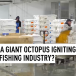 INNJ6E1FUK4POGK6PLHU - 🌍NewspaperAmigo – Your Global News Buddy 🗞️ Giant Octopus Invasion Sparks UK Fishing Revolution 🐙🌊 video poster