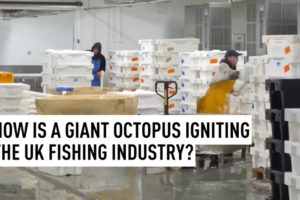 Giant Octopus Invasion Sparks UK Fishing Revolution 🐙🌊 video poster