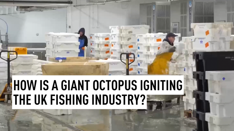 Giant Octopus Invasion Sparks UK Fishing Revolution 🐙🌊 video poster