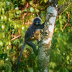 J252ZZN3BIPFBEC114MV - 🌍NewspaperAmigo – Your Global News Buddy 🗞️ Golden Langur Baby Sparks Hope in China’s Wildlife Revival 🌿🐒 video poster