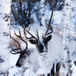 Reindeer Bridges: How Finland & China Share a Cultural Icon 🦌🌏 video poster