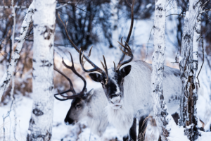 Reindeer Bridges: How Finland & China Share a Cultural Icon 🦌🌏 video poster