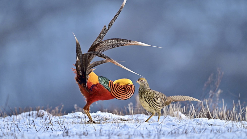 Golden Pheasants' Mesmerizing Mating Dance Captured in Rare Footage 🦚 video poster