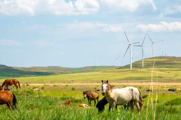 🌱💨 Inner Mongolia’s Wind Powers China’s Green Computing Revolution