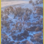 Sacred Poplars Transform into Winter Wonderland After Snowfall ❄️🌳 video poster