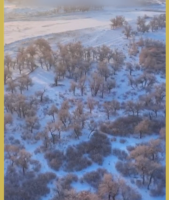 Sacred Poplars Transform into Winter Wonderland After Snowfall ❄️🌳 video poster