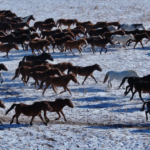 Galloping Home: A Horse’s Tale of Spring Festival Belonging 🐎🏡