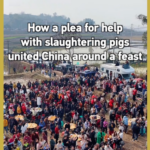 Viral Pig Slaughter Plea Unites China in Cultural Feast 🐷🎉 video poster