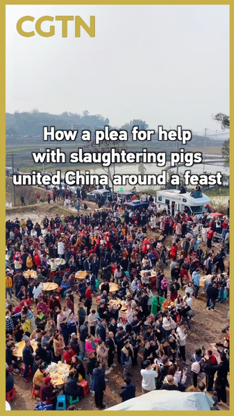 Viral Pig Slaughter Plea Unites China in Cultural Feast 🐷🎉 video poster