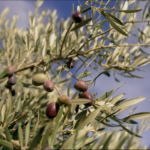 From Ancient Groves to Global Tables: Spain’s Olive Oil Evolution 🌍🫒 video poster