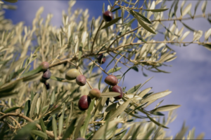 From Ancient Groves to Global Tables: Spain’s Olive Oil Evolution 🌍🫒 video poster