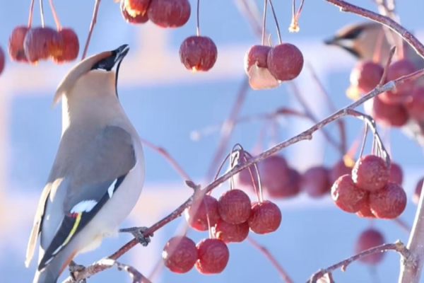 Rare Birds Flock to Xinjiang, Signaling Conservation Wins 🐦🌳 video poster